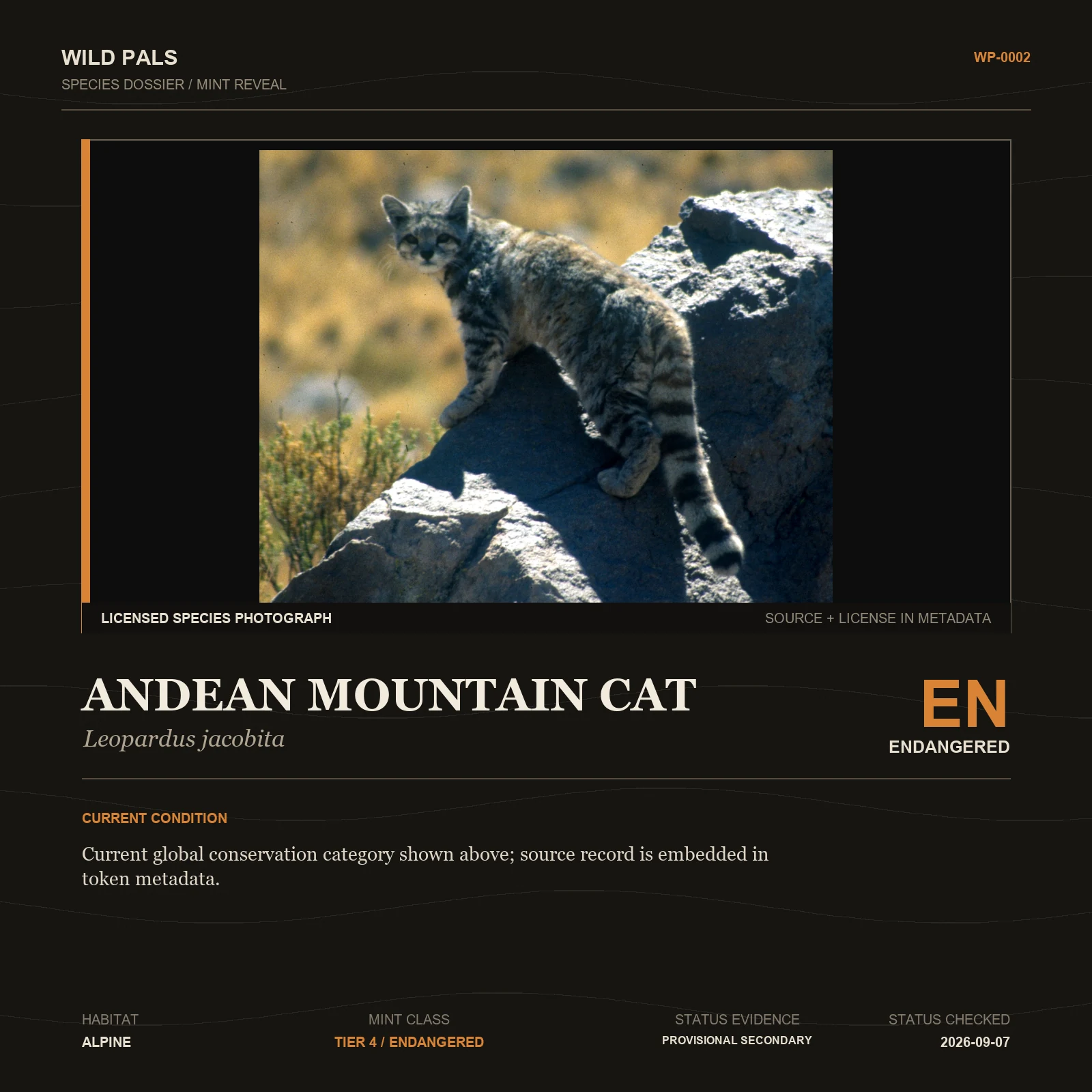 Andean Mountain Cat species dossier with original animal reference and Endangered status