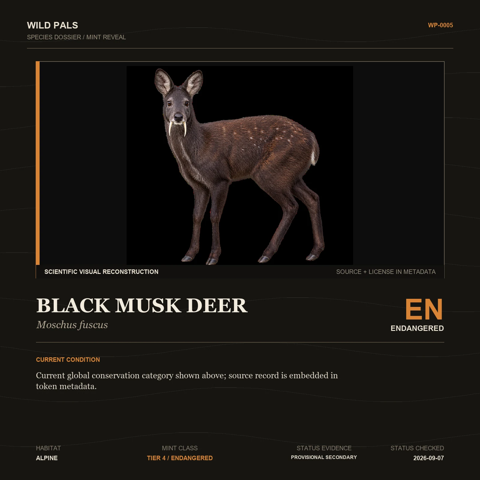 Black Musk Deer species dossier with original animal reference and Endangered status